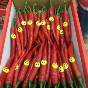 Chile Pepper Red