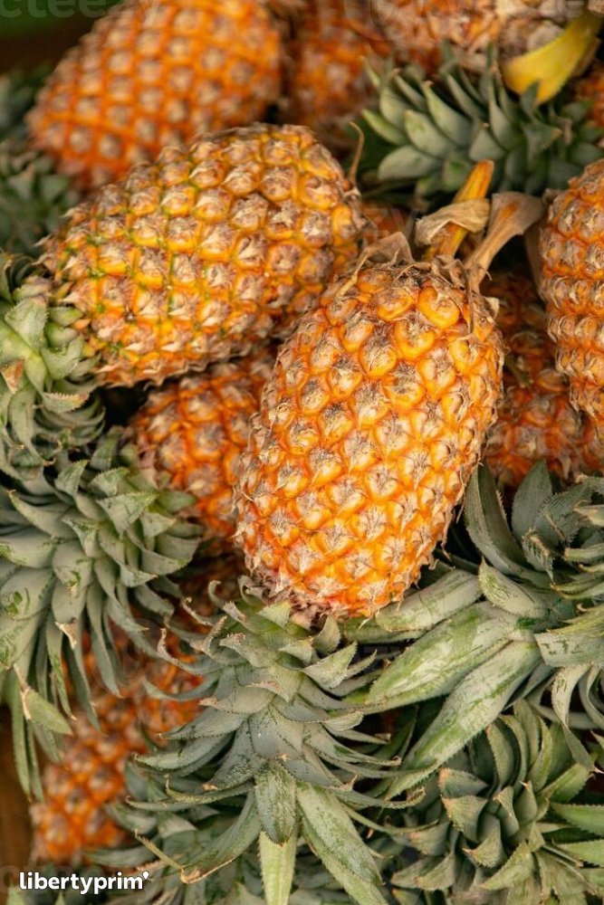 Piña Queen Categoría 1 Sri Lanka Importación & Exportación - Serendib ...