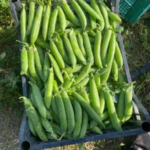 Pigeon Peas 