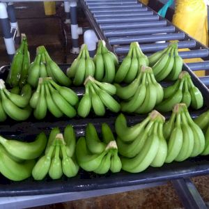 Banane Cavendish