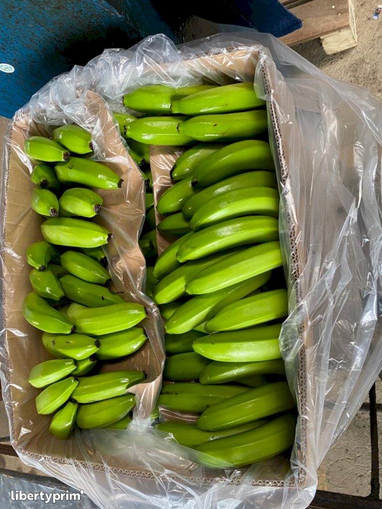 Vente en gros Banane Cavendish de produits à des prix d'usine de