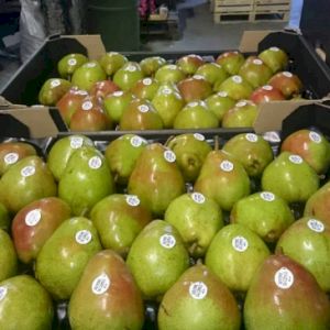 Pear Doyenne De Comice