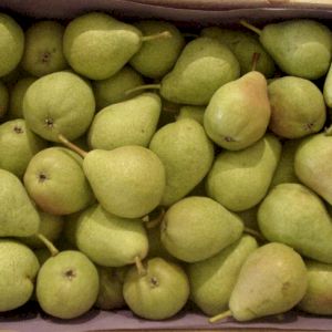 Pear Guyot