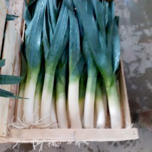 Leek 