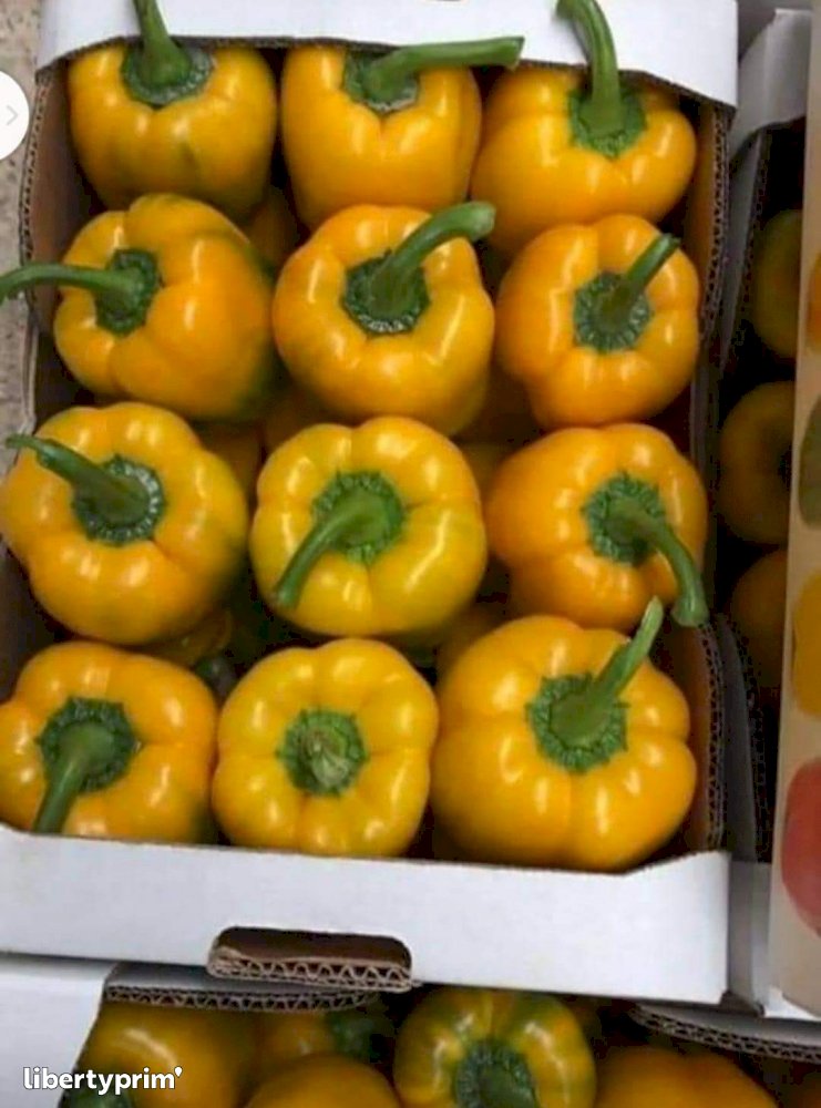 Pepper Yellow Morocco Shipper - Ramzy | Libertyprim