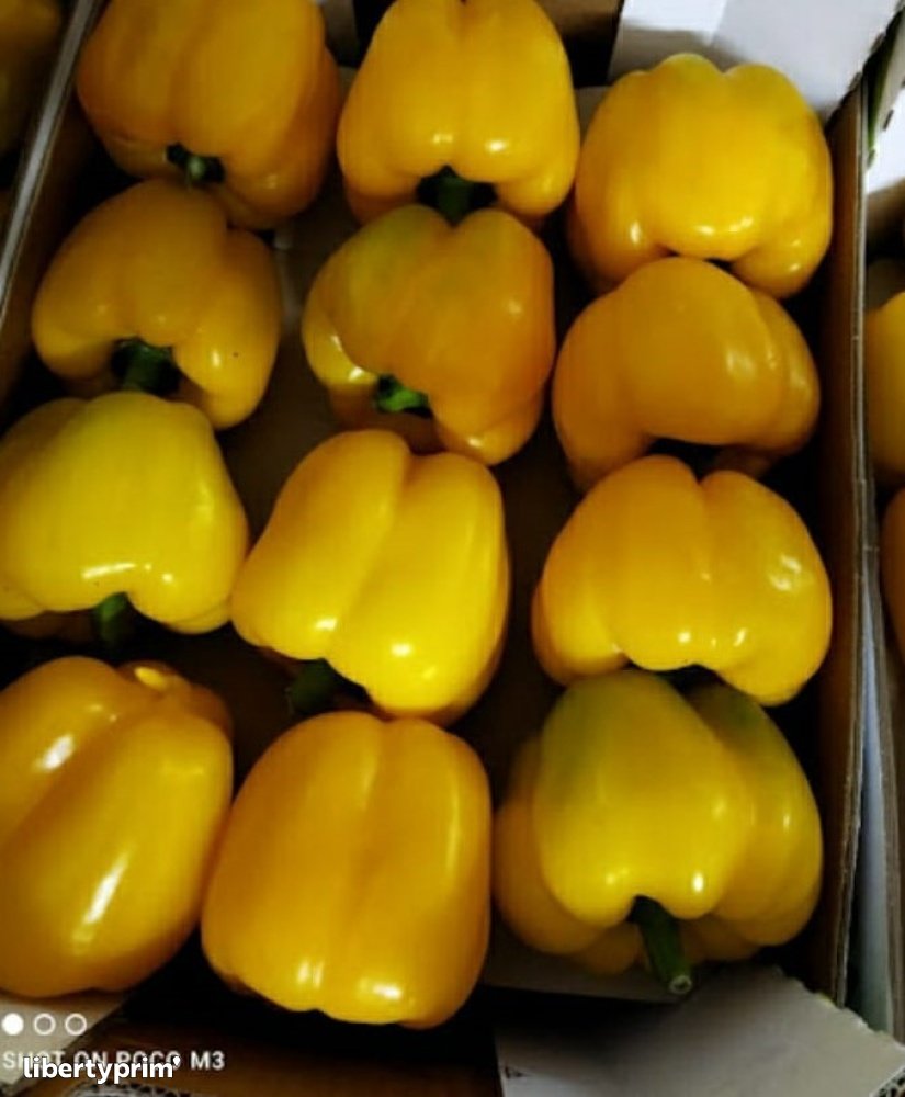 Pepper Yellow Class 1 Morocco Import & Export - FRUCTIMOOR | Libertyprim