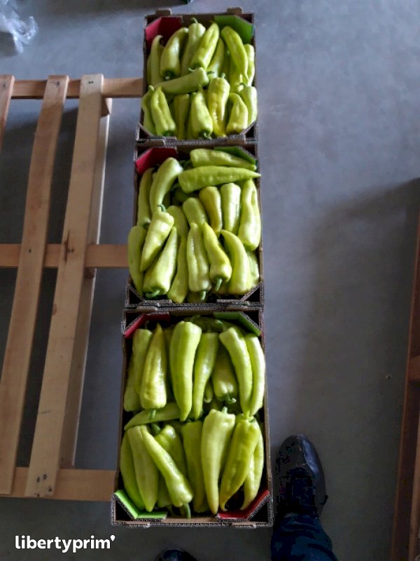 Pepper Macedonia North Import & Export Biofruit Libertyprim