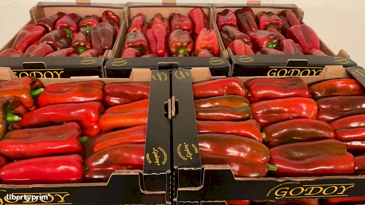 Pepper Red Class 1 Spain Conventional Grower - Peruzzo | Libertyprim