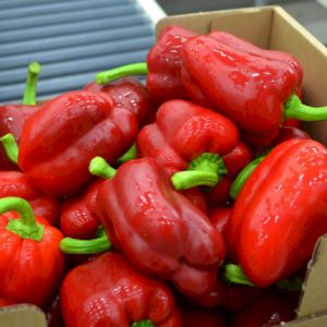 Pimiento Rojo