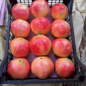 Pomegranate Early Red