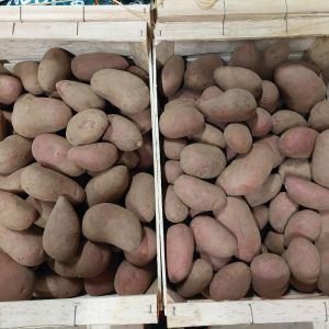 Potato 