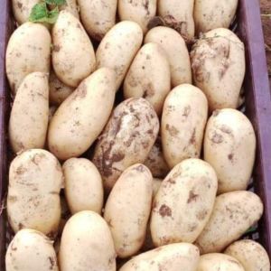 Potato Agata