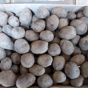 Potato Bleue D'Artois