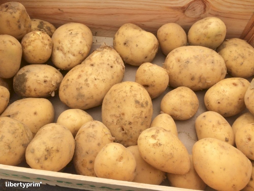 Pomme De Terre France Producteur Bio SEMBINELLI MARAICHAGE Libertyprim Pomme De Terre France Producteur Bio SEMBINELLI MARAICHAGE Libertyprim