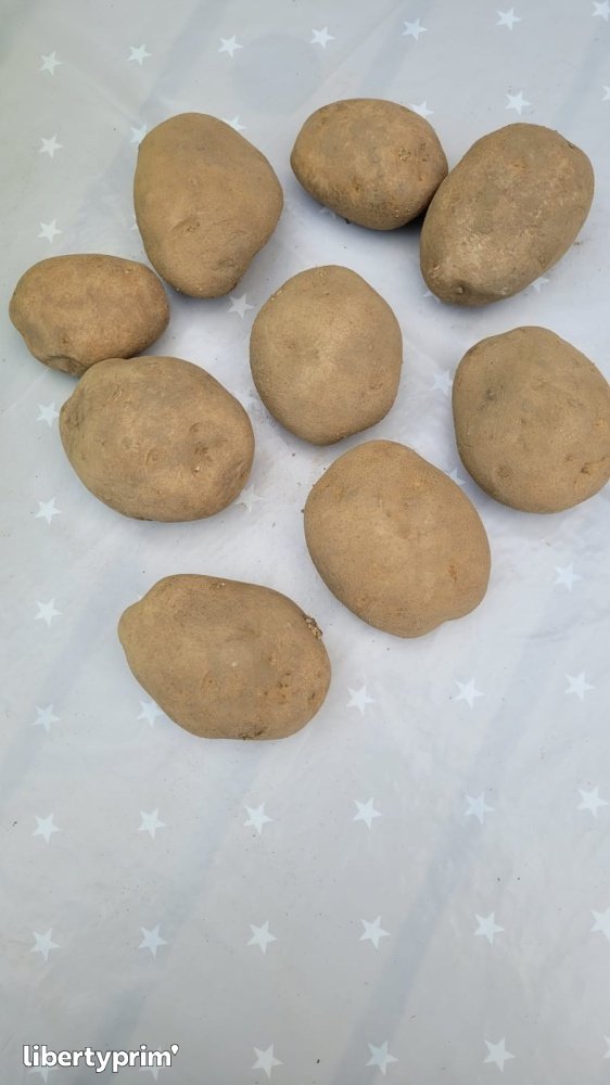 Potato Fries Extra Belgium Wholesaler - Vert Bonheur | Libertyprim
