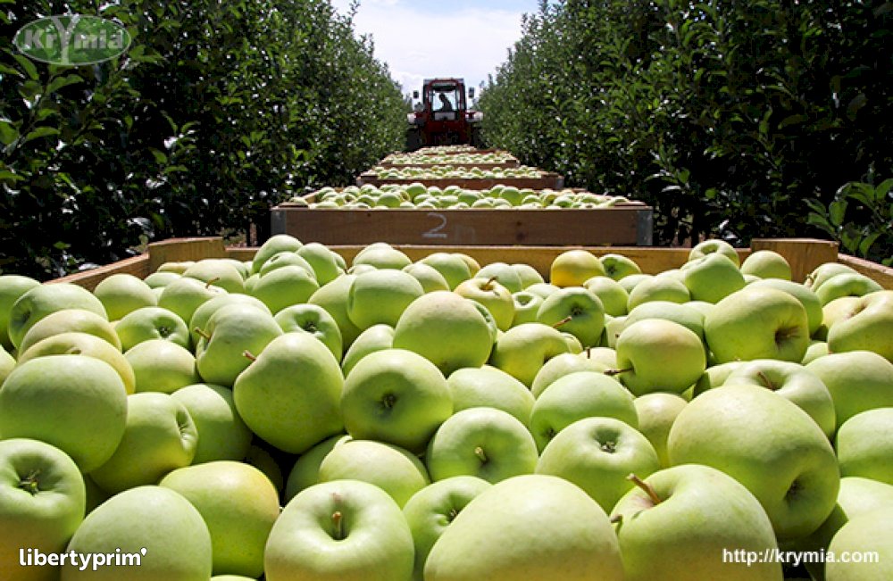 Apple Russia Conventional Grower Crimean Fruit Company Libertyprim