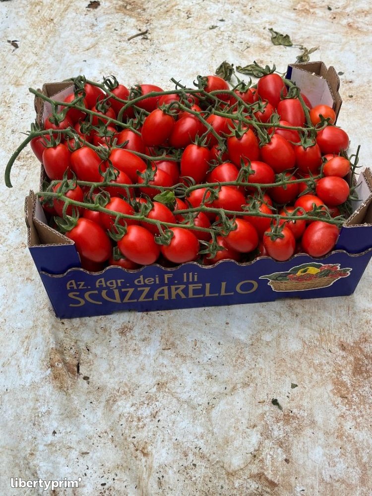 Tomato Piccadilly Class 1 Italy Producer - Azienda agricola dei flli scuzzarello | Libertyprim