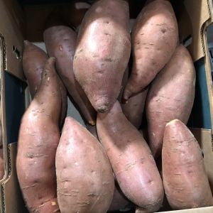 Potato Spunta Class 1 Egypt Import & Export - AfriGoodGrow | Libertyprim