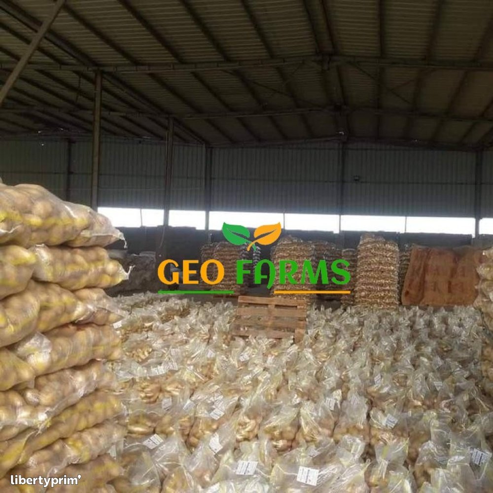 Potato Spunta Class 1 Egypt Import & Export - GEO EXPORTING | Libertyprim