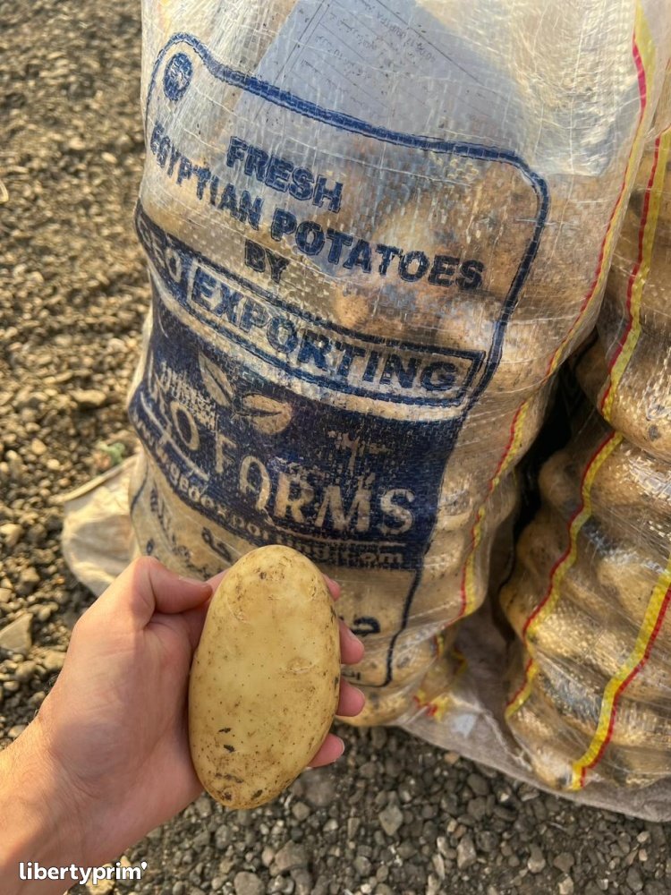 Potato Spunta Class 1 Egypt Import & Export - GEO EXPORTING | Libertyprim