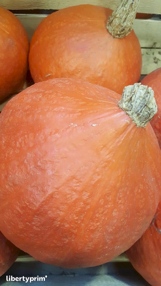 Red Kuri Squash Class 1 France Conventional Grower - LE-VILI | Libertyprim