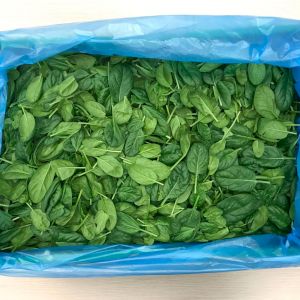 Spinach Leaves 