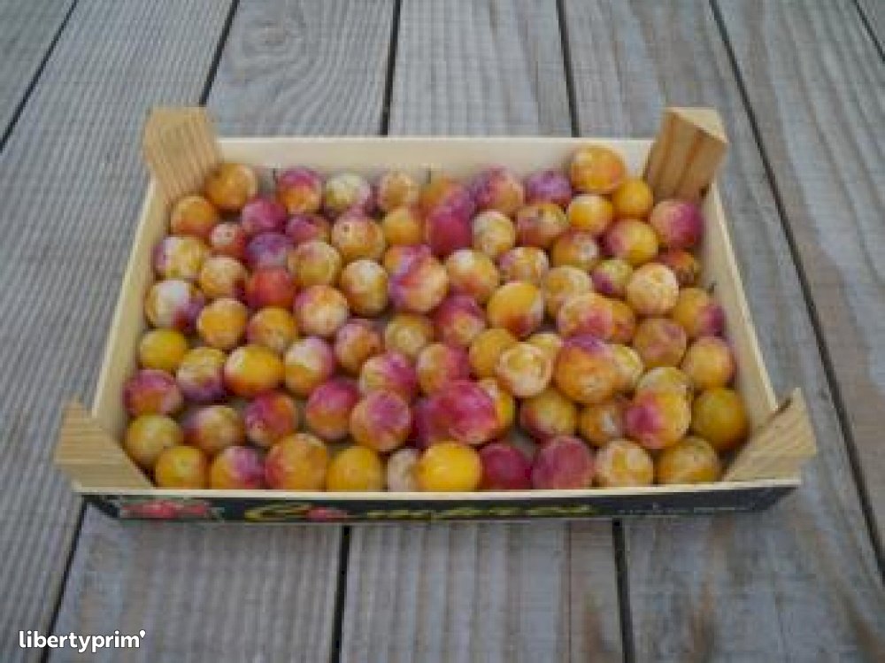 Plum Mirabelle France Conventional Grower Les Jardins De La Barette Libertyprim