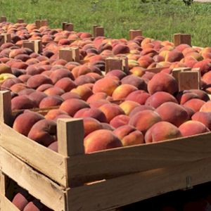 Peach 