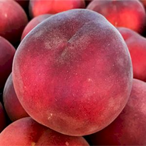 Peach White Summer Sweet