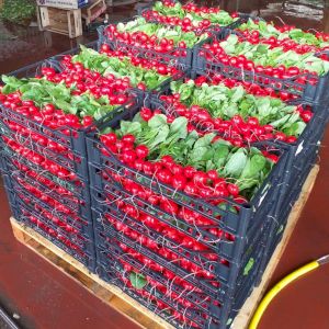 Radish 