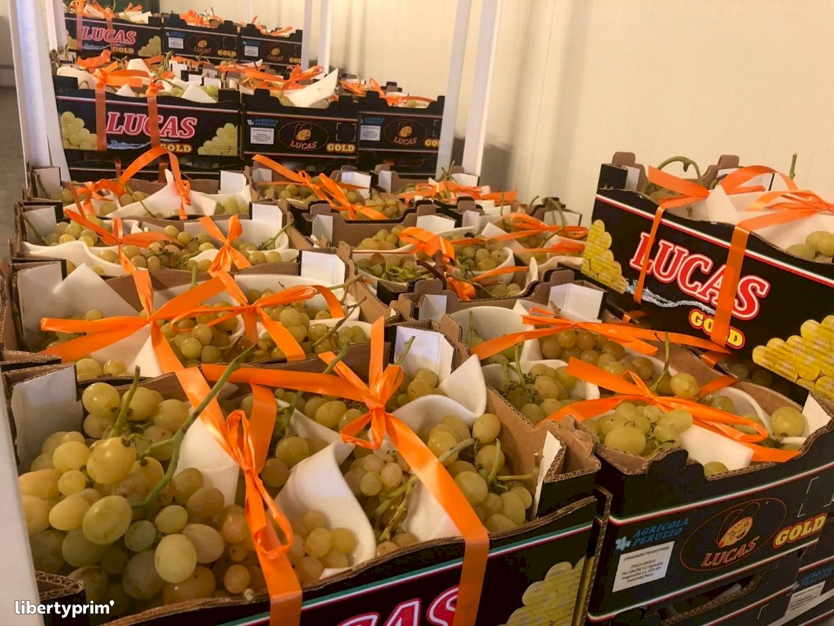 Grapes Conventional Grower - Peruzzo | Libertyprim