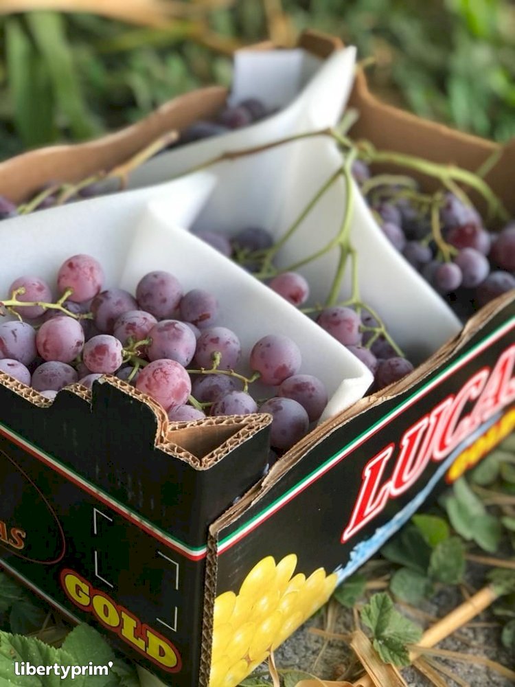 Grapes Italy Conventional Grower - Peruzzo | Libertyprim
