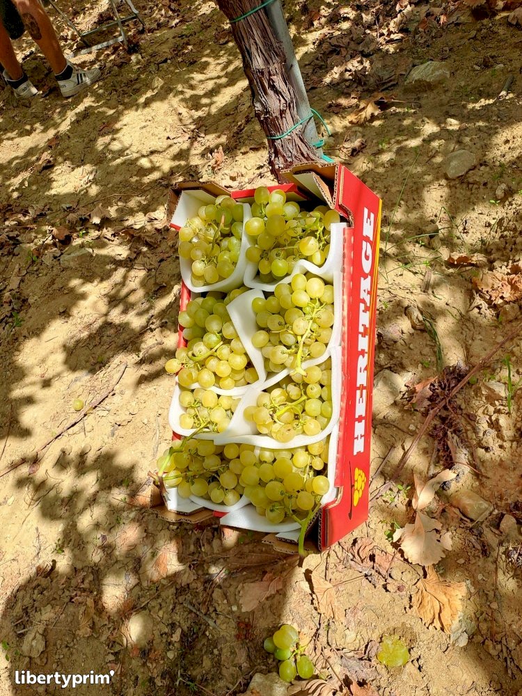 Grapes Italy Conventional Grower - Peruzzo | Libertyprim