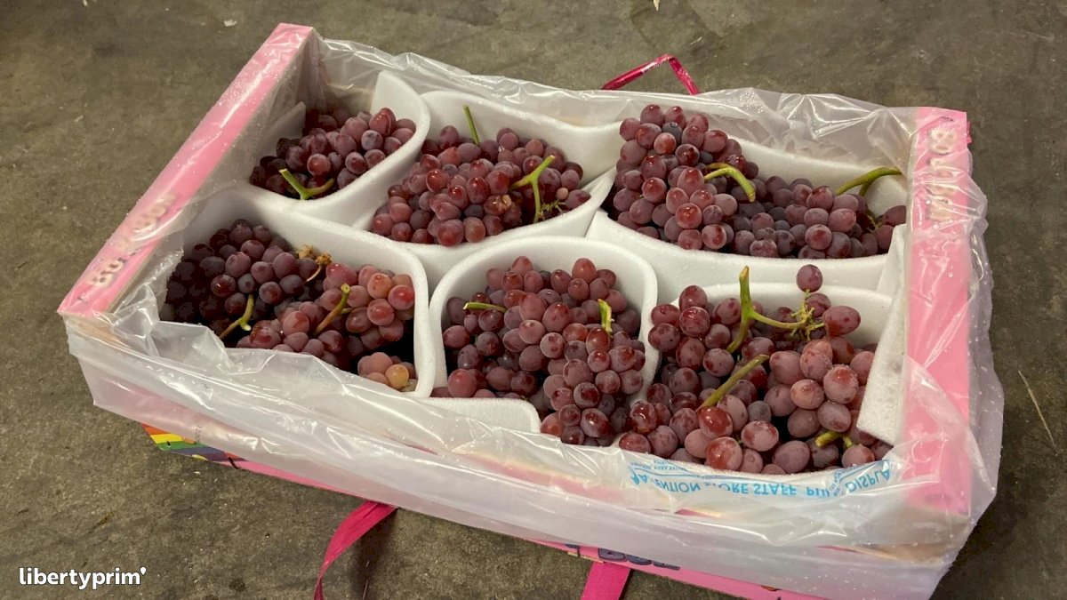 Grapes Conventional Grower - Peruzzo | Libertyprim