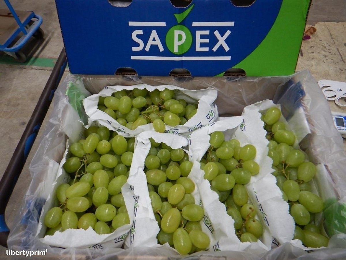 Grapes Class 1 South Africa Import & Export - TERRAGAÏA | Libertyprim