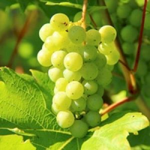 Grapes Chasselas