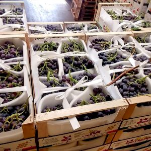 Grapes Muscat