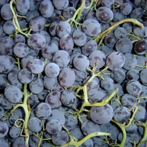 Grapes Muscat De Hambourg