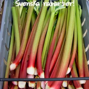 Rhubarb 