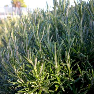 Rosemary 