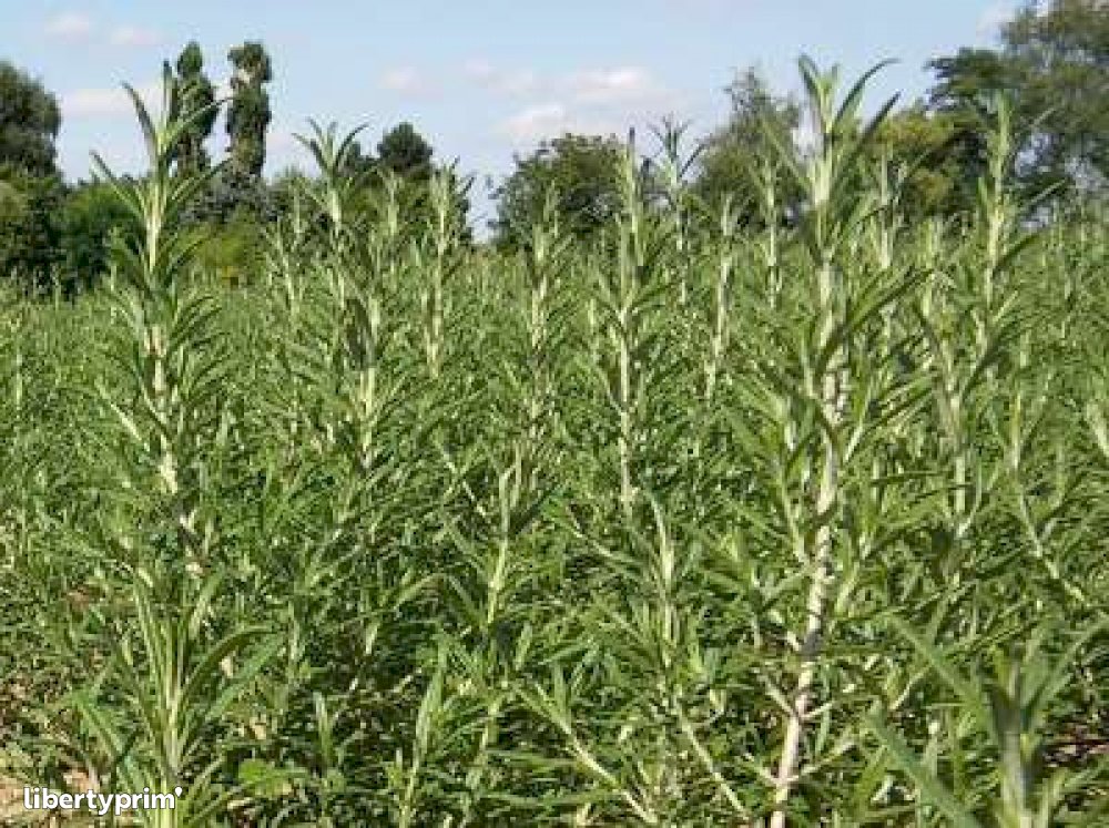 Rosemary France Producer HERBES DE MEAUX Libertyprim