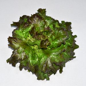 Lettuce 