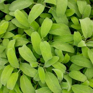 Sage 