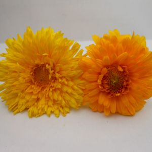 Marigold 