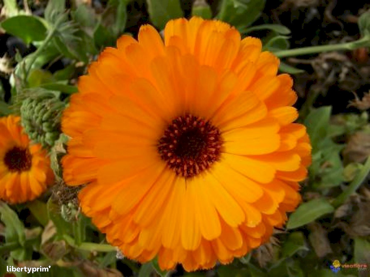 Marigold Extra Spain Producer - Arzagot | Libertyprim