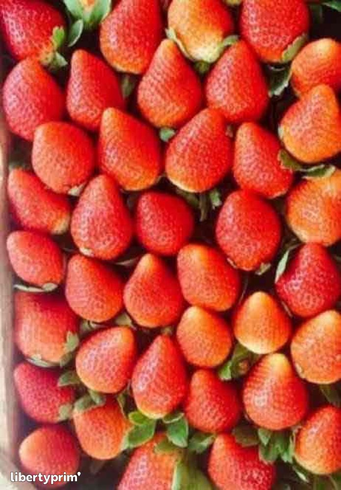 Strawberry Fortuna Class 1 Egypt Import & Export Harvest Hub