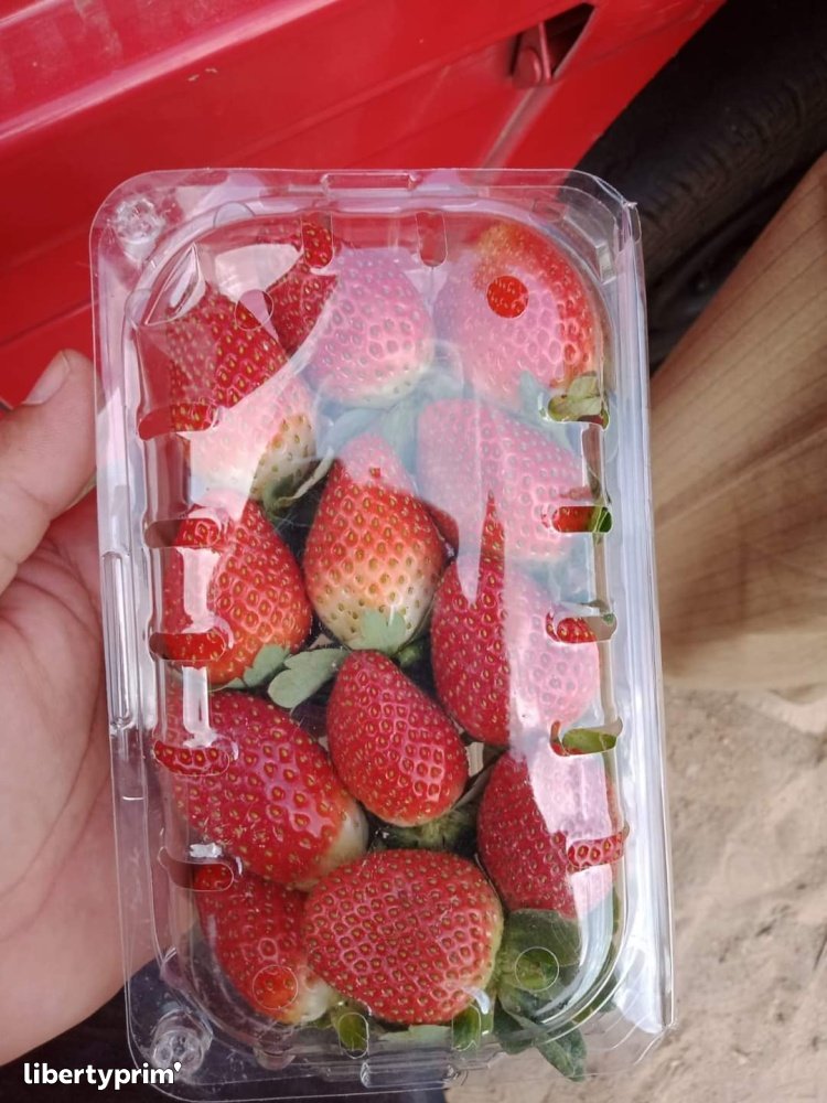 Strawberry Tree Fruit Extra Morocco Import & Export - MA.STAND | Libertyprim