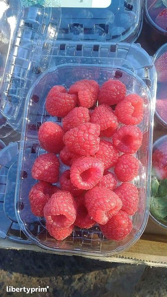 Strawberry Tree Fruit Extra Morocco Import & Export - MA.STAND | Libertyprim