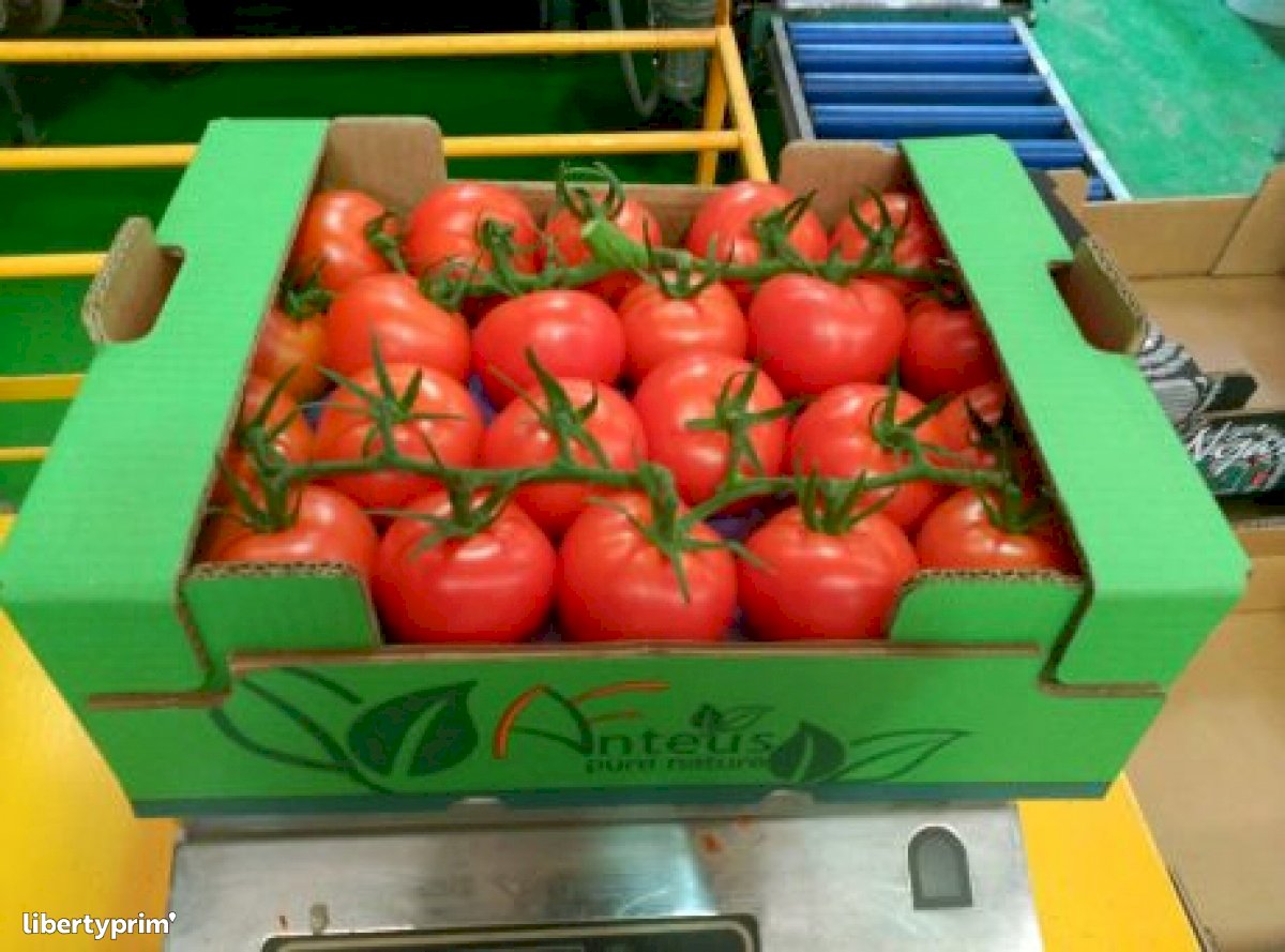 Tomato Class 1 Spain Import & Export ANTEUS FRUITS Libertyprim