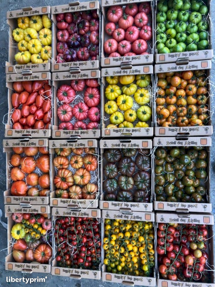 Tomato Extra France Conventional Grower - Peruzzo | Libertyprim